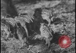 Image of wild boars Berlin Germany, 1931, second 53 stock footage video 65675078526