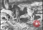 Image of wild boars Berlin Germany, 1931, second 54 stock footage video 65675078526