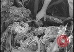 Image of Miami Dade Princeton Florida, 1938, second 48 stock footage video 65675078532