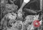 Image of Miami Dade Princeton Florida, 1938, second 55 stock footage video 65675078532