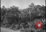 Image of Miami Dade Princeton Florida, 1938, second 56 stock footage video 65675078532