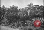 Image of Miami Dade Princeton Florida, 1938, second 59 stock footage video 65675078532