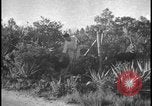 Image of Miami Dade Princeton Florida, 1938, second 60 stock footage video 65675078532