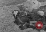 Image of plowing Greece farm Greece, 1962, second 1 stock footage video 65675078543