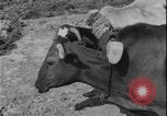 Image of plowing Greece farm Greece, 1962, second 3 stock footage video 65675078543
