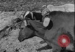 Image of plowing Greece farm Greece, 1962, second 4 stock footage video 65675078543
