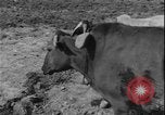 Image of plowing Greece farm Greece, 1962, second 5 stock footage video 65675078543