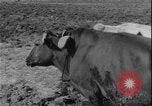 Image of plowing Greece farm Greece, 1962, second 6 stock footage video 65675078543