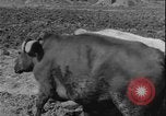 Image of plowing Greece farm Greece, 1962, second 7 stock footage video 65675078543