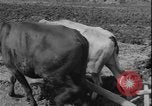 Image of plowing Greece farm Greece, 1962, second 8 stock footage video 65675078543