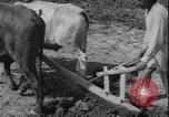 Image of plowing Greece farm Greece, 1962, second 9 stock footage video 65675078543