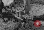 Image of plowing Greece farm Greece, 1962, second 11 stock footage video 65675078543