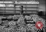 Image of Lyndon B Johnson Middle East Tehran Iran, 1962, second 30 stock footage video 65675078547