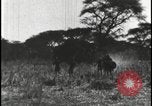 Standbild David Livingstone Afrika Kuruman Südafrika, 1925, aus Sekunde 32 historischem Filmmaterial Videoclip 65675078556
