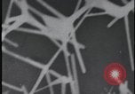 Image of FBI technicians view forensic evidence with microscopes United States USA, 1959, second 49 stock footage video 65675078761
