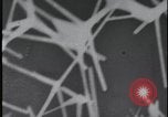 Image of FBI technicians view forensic evidence with microscopes United States USA, 1959, second 52 stock footage video 65675078761