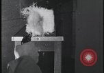 Image of FBI technicians view forensic evidence with microscopes United States USA, 1959, second 57 stock footage video 65675078761