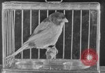 Image of canary in a coal mine United States USA, 1926, second 21 stock footage video 65675078790