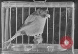 Image of canary in a coal mine United States USA, 1926, second 22 stock footage video 65675078790