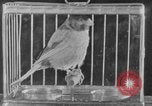 Image of canary in a coal mine United States USA, 1926, second 23 stock footage video 65675078790
