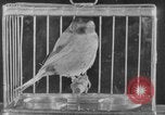 Image of canary in a coal mine United States USA, 1926, second 24 stock footage video 65675078790