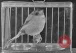 Image of canary in a coal mine United States USA, 1926, second 25 stock footage video 65675078790
