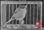 Image of canary in a coal mine United States USA, 1926, second 26 stock footage video 65675078790