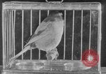 Image of canary in a coal mine United States USA, 1926, second 27 stock footage video 65675078790