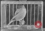 Image of canary in a coal mine United States USA, 1926, second 28 stock footage video 65675078790