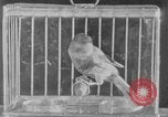 Image of canary in a coal mine United States USA, 1926, second 31 stock footage video 65675078790