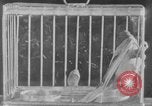 Image of canary in a coal mine United States USA, 1926, second 32 stock footage video 65675078790