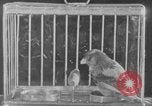Image of canary in a coal mine United States USA, 1926, second 33 stock footage video 65675078790