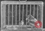 Image of canary in a coal mine United States USA, 1926, second 34 stock footage video 65675078790