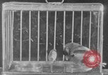 Image of canary in a coal mine United States USA, 1926, second 35 stock footage video 65675078790
