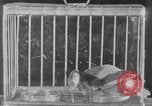 Image of canary in a coal mine United States USA, 1926, second 36 stock footage video 65675078790
