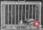Image of canary in a coal mine United States USA, 1926, second 37 stock footage video 65675078790