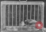 Image of canary in a coal mine United States USA, 1926, second 39 stock footage video 65675078790