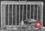 Image of canary in a coal mine United States USA, 1926, second 40 stock footage video 65675078790