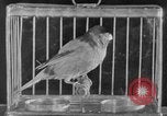 Image of canary in a coal mine United States USA, 1926, second 47 stock footage video 65675078790