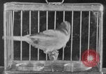 Image of canary in a coal mine United States USA, 1926, second 48 stock footage video 65675078790