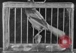 Image of canary in a coal mine United States USA, 1926, second 49 stock footage video 65675078790