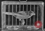 Image of canary in a coal mine United States USA, 1926, second 50 stock footage video 65675078790