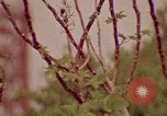 Image of Saturn rocket moving crawler-transporter Florida United States USA, 1970, second 9 stock footage video 65675078854