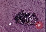 Standbild Kap Cod Cape Cod Massachusetts USA, 1970, aus Sekunde 53 historischem Filmmaterial Videoclip 65675078885