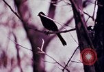 Standbild Kap Cod Cape Cod Massachusetts USA, 1970, aus Sekunde 56 historischem Filmmaterial Videoclip 65675078885