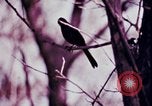 Standbild Kap Cod Cape Cod Massachusetts USA, 1970, aus Sekunde 57 historischem Filmmaterial Videoclip 65675078885