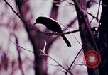 Standbild Kap Cod Cape Cod Massachusetts USA, 1970, aus Sekunde 58 historischem Filmmaterial Videoclip 65675078885
