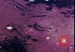 Standbild Kap Cod Cape Cod Massachusetts USA, 1970, aus Sekunde 59 historischem Filmmaterial Videoclip 65675078885