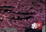 Standbild Kap Cod Cape Cod Massachusetts USA, 1970, aus Sekunde 61 historischem Filmmaterial Videoclip 65675078885