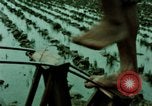 Standbild Koreanische Bauern Bewässern von Pflanzen Korea, 1969, aus Sekunde 7 historischem Filmmaterial Videoclip 65675078900